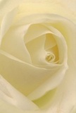 This evocative image transports you to the very centre of a cream-white rose, as if sheltered among its delicate, unfolding petals lovingly arranged in Byfleet. Each spiral reveals a new layer of softness-the touch silky and evocative of fresh dew on early mornings near Byfleet Recreation Ground. Illuminated gently, every nuanced ivory and cream shade lifts the atmosphere toward peace and contemplation, while subtle shadows carve out the flower's natural depth. The sense of serenity is palpable-a tranquil moment captured in bloom, reflecting the quiet devotion Byfleet florists bring to each special delivery. There is a reverence to its form, an understated power ideal for gestures of admiration, consolation, or marking a new beginning with sincerity. The rose's imagined fragrance seems airy and clean, enhancing its role as a timeless symbol of heartfelt emotion, ever-present and expertly brought to life by local floral artisans serving the Byfleet area.